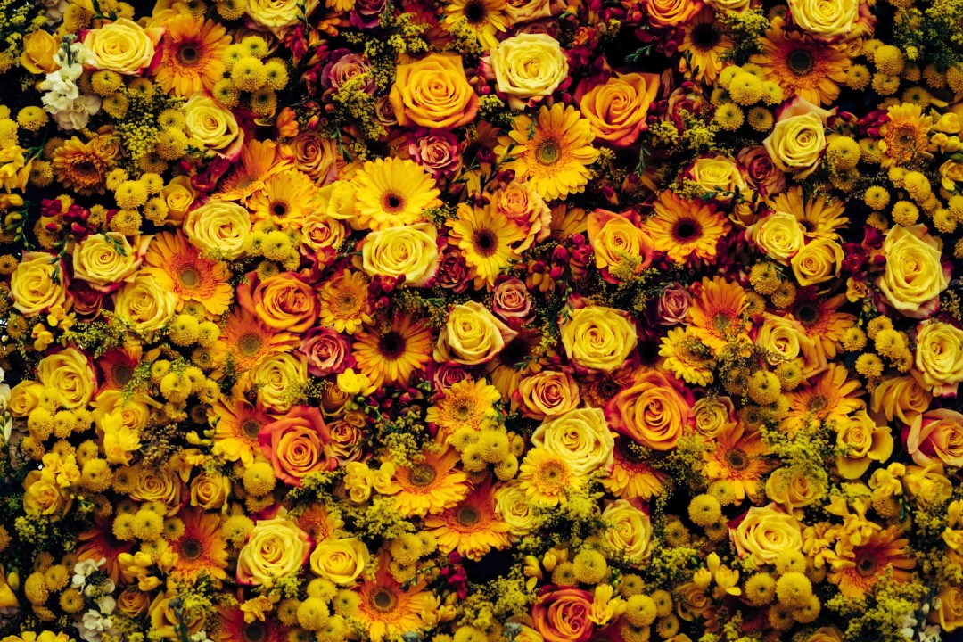 Image - flower